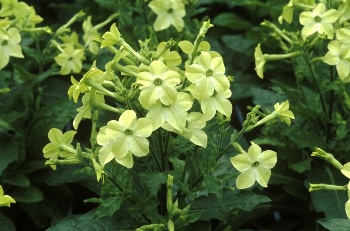 Nicotiana alata
