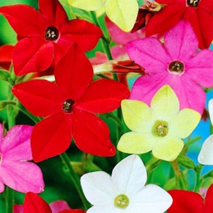 Цветы табак душистый сенсация смесь