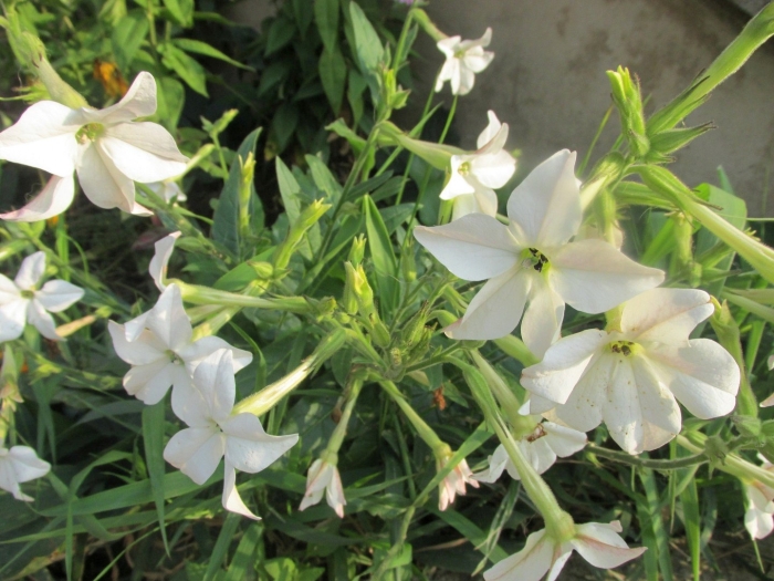 Nicotiana langsdorffii