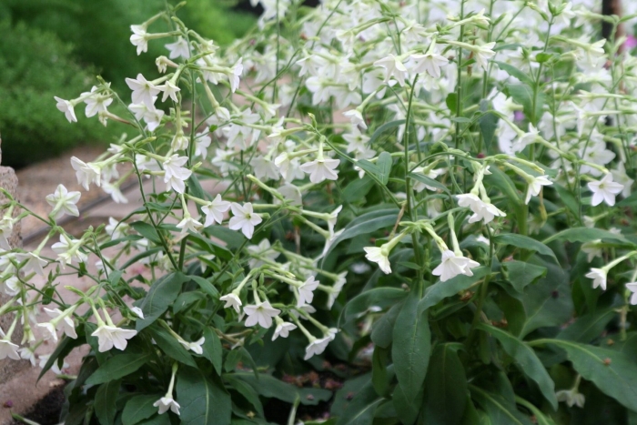 Табак крылатый душистый белый