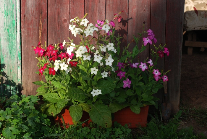 Табак душистый сенсейшн