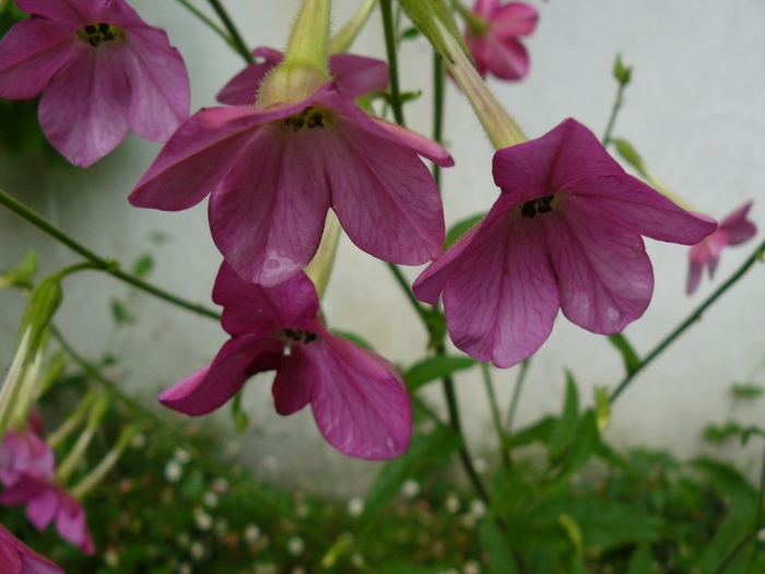 Табак душистый сенсейшн