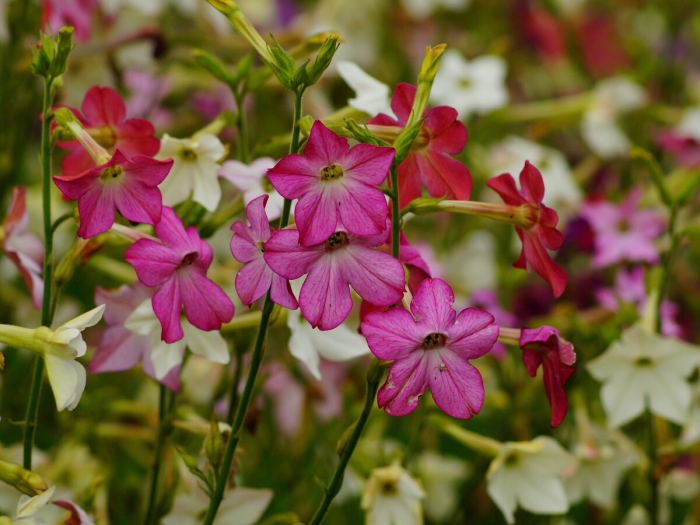 Табак душистый сенсейшн