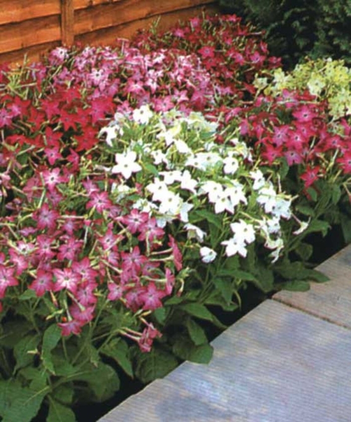 Табак душистый сенсейшен микс