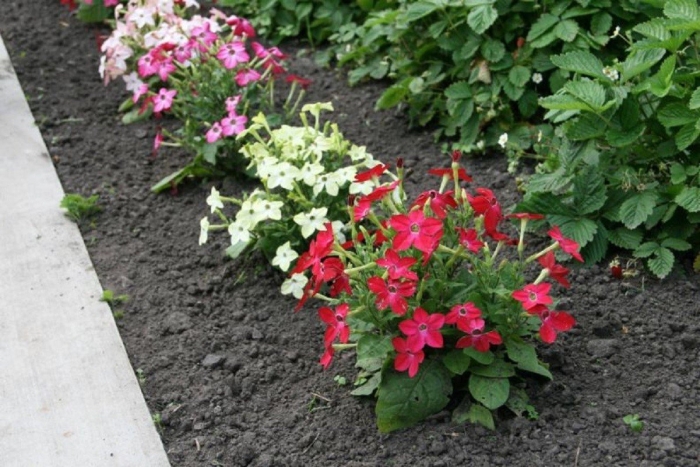 Табак душистый саратога