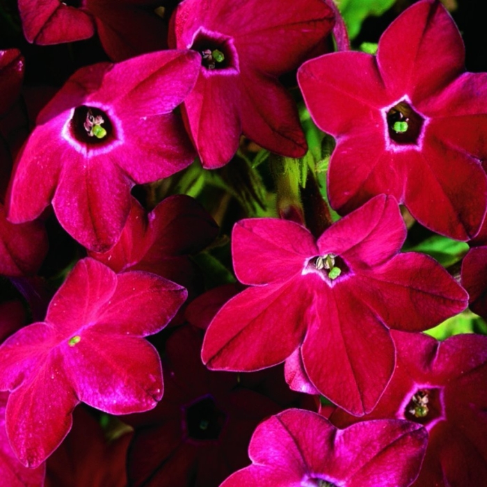 Табак крылатый (nicotiana alata)