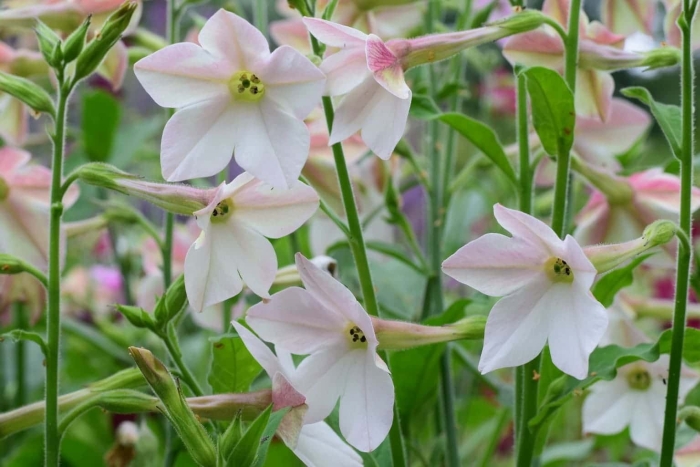 Табак крылатый (nicotiana alata)