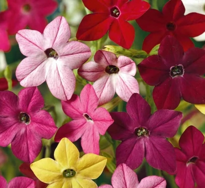 Табак душистый сенсейшн