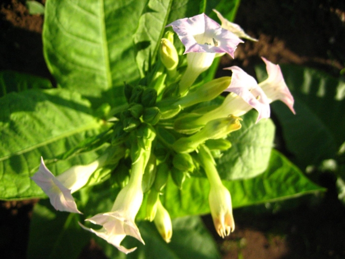Растение nicotiana tabacum