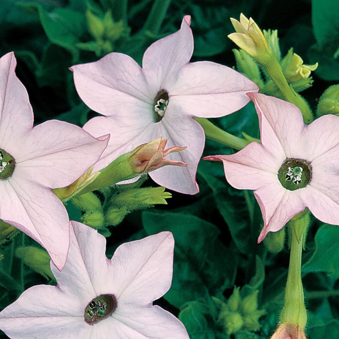 Табак душистый саратога