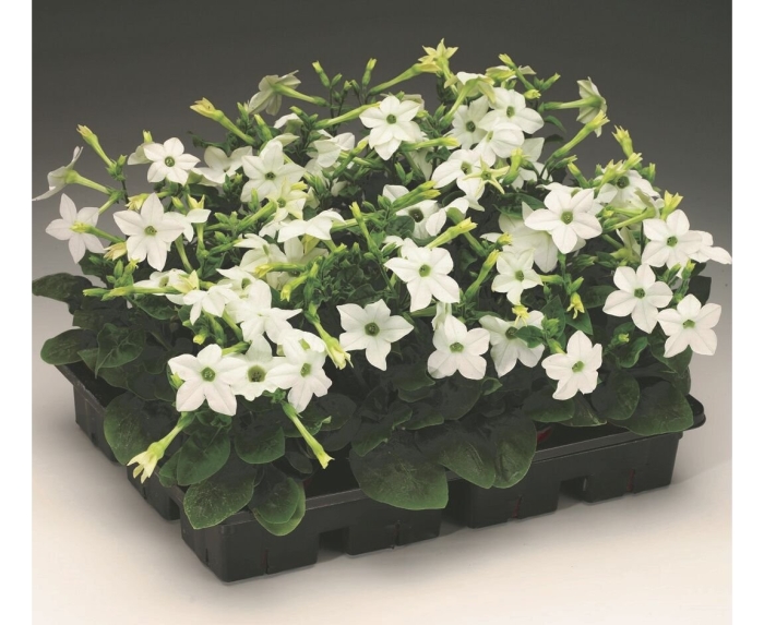 Табак крылатый  саратога f1 лайм