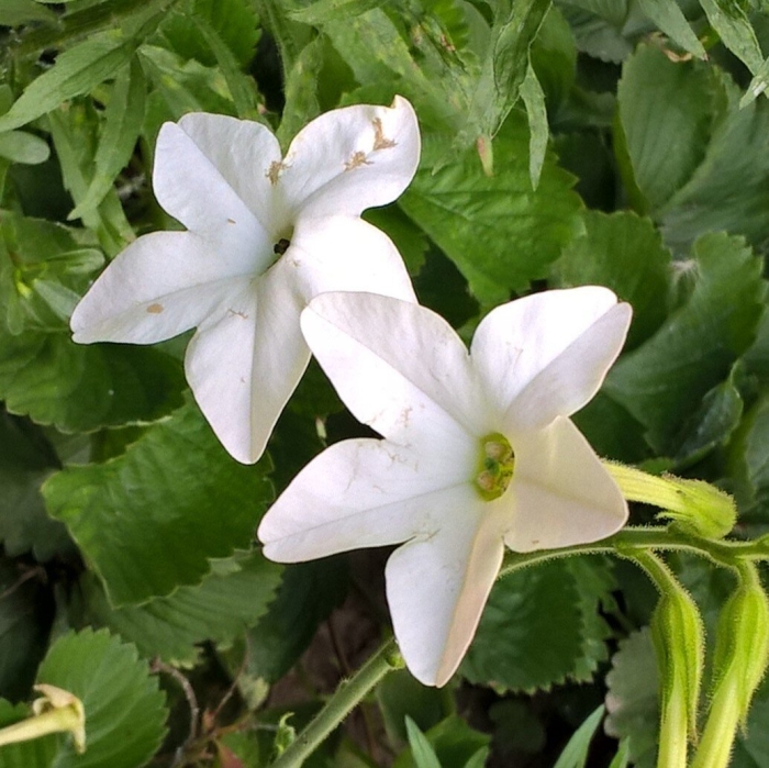 Табак крылатый саратога white