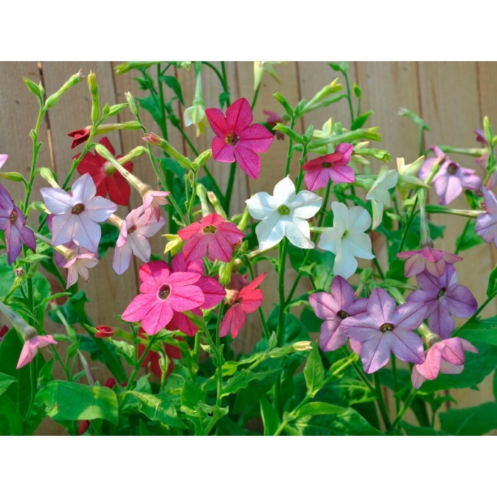 Табак душистый сенсация