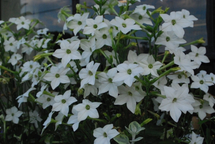 Табак крылатый (nicotiana alata)