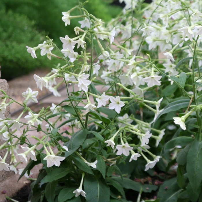 Табак крылатый (nicotiana alata)