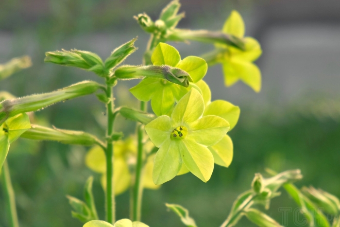 Nicotiana tabacum
