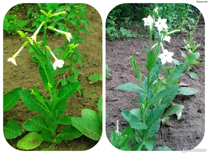 Nicotiana tabacum l. gribi