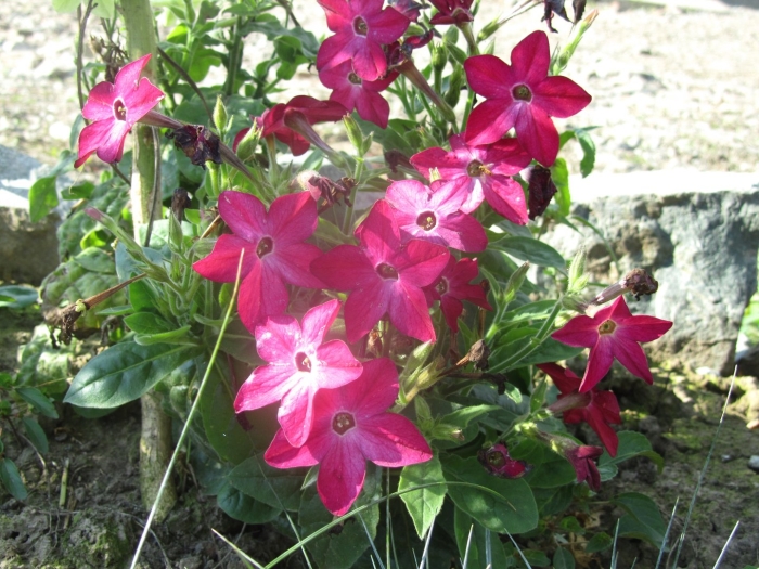 Табак душистый сандер красный