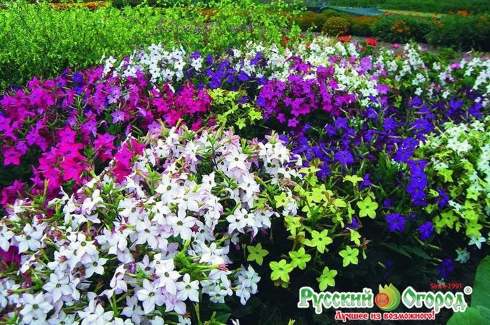 Душистый табак