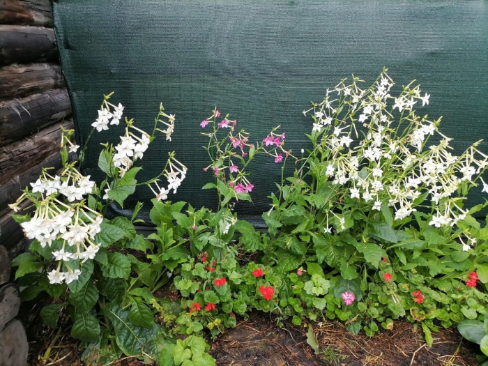 Табак душистый выращивание