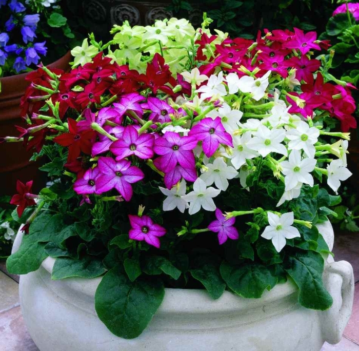 Душистый табак сандер