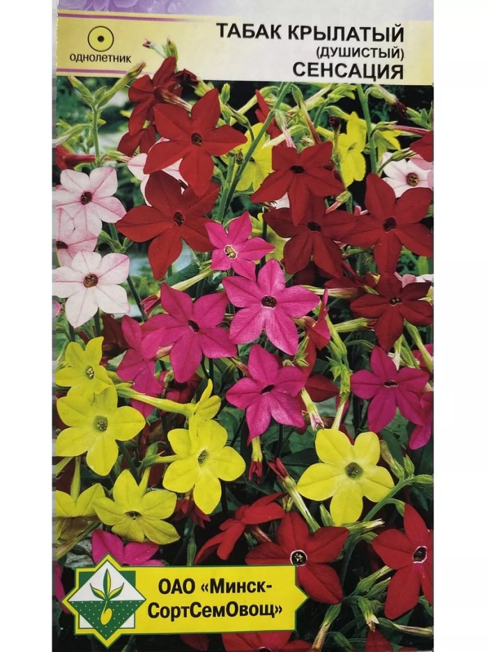 Семена табак крылатый сенсация