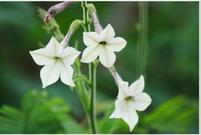 Nicotiana benthamiana
