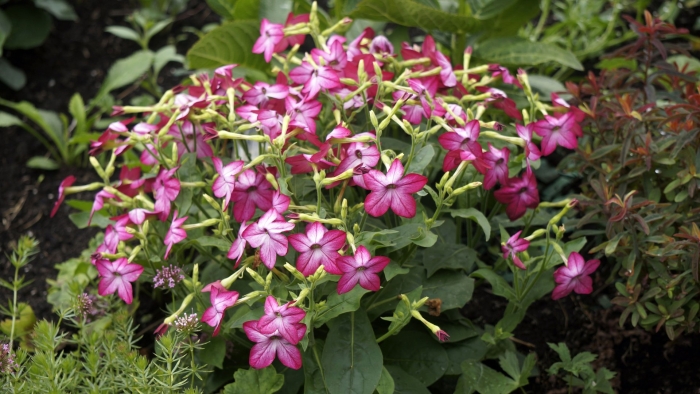 Табак крылатый саратога