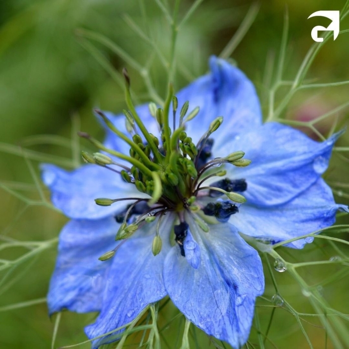 Нигелла посевная