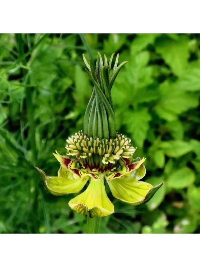 Нигелла восточная