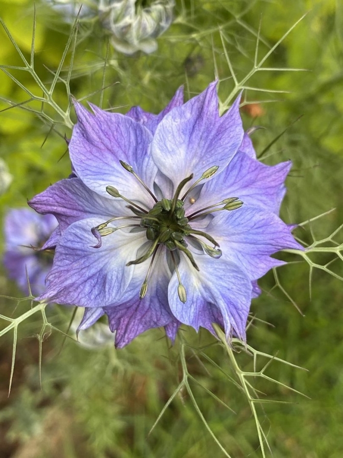 Чернушка нигелла дамасская