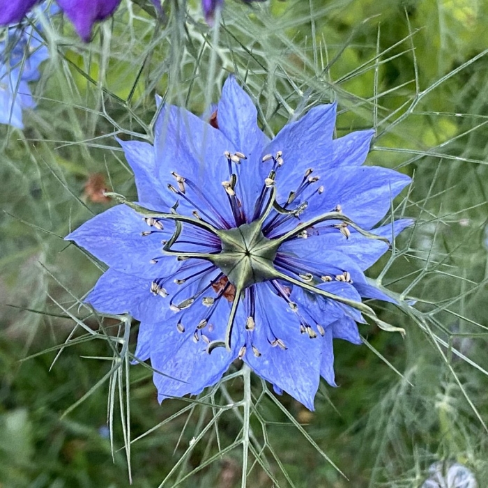 Цветок чернушка нигелла