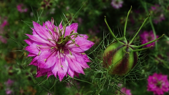 Чернушка нигелла дамасская