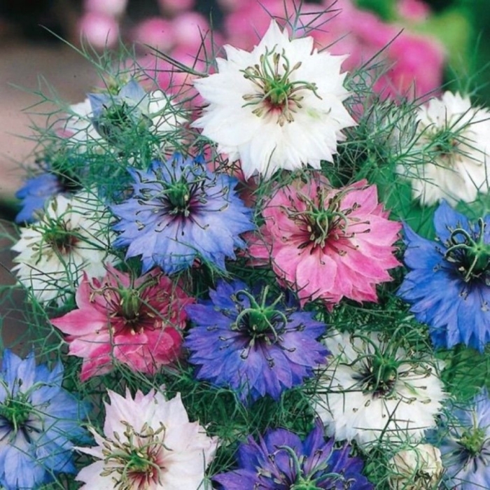 Нигелла дамасская смесь окрасок