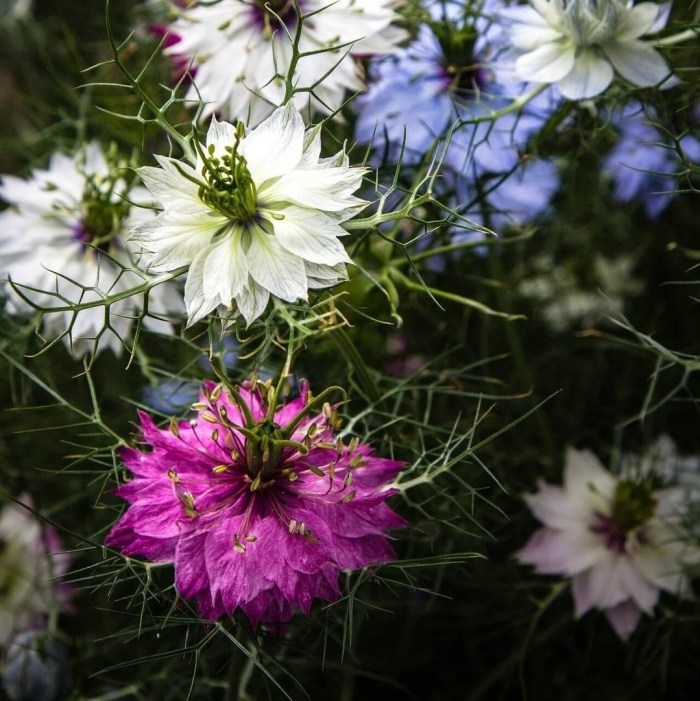 Чернушка нигелла дамасская
