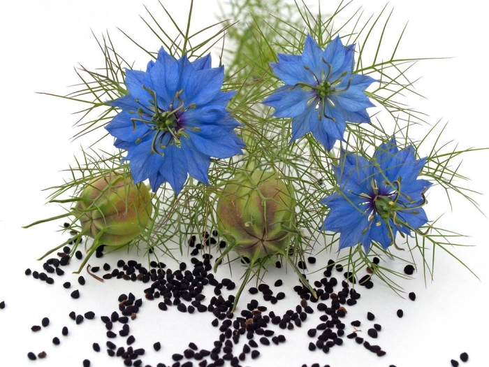 Нигелла голубая