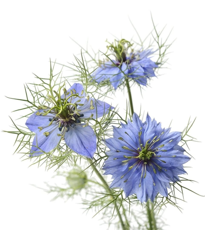Nigella damascena