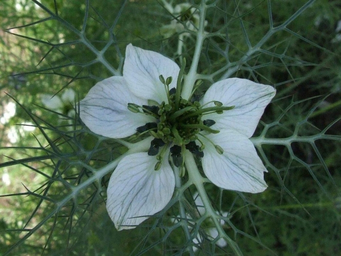 Nigella sativa (чернушка посевная)