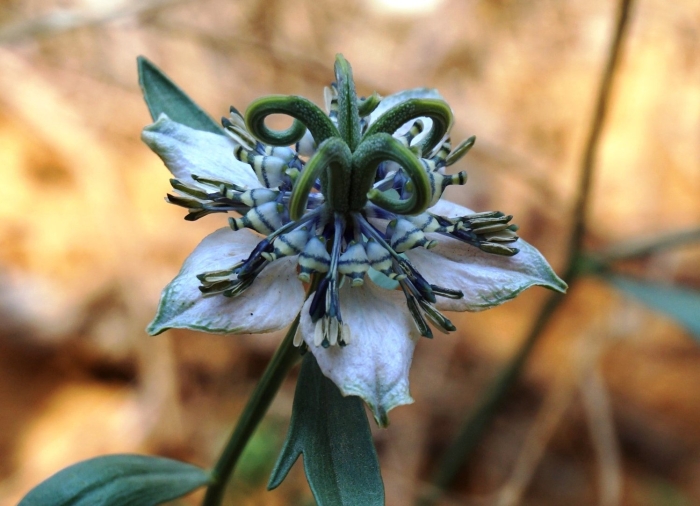 Nigella arvensis