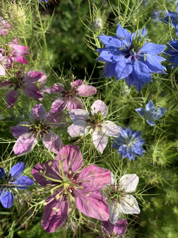 Чернушка нигелла дамасская