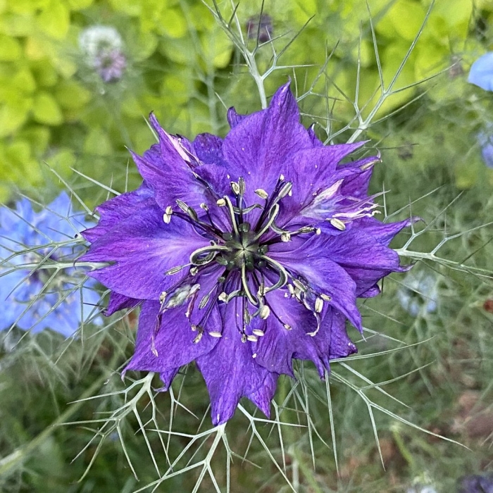 Чернушка нигелла дамасская