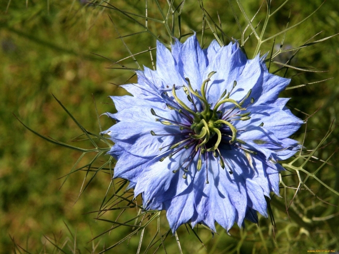 Чернушка нигелла дамасская