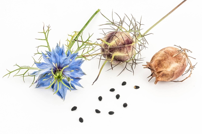 Черный тмин растение