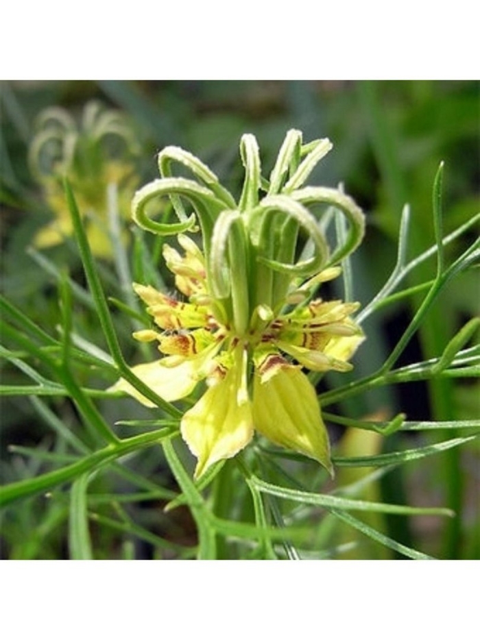 Nigella orientalis