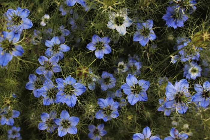 Чернушка нигелла дамасская