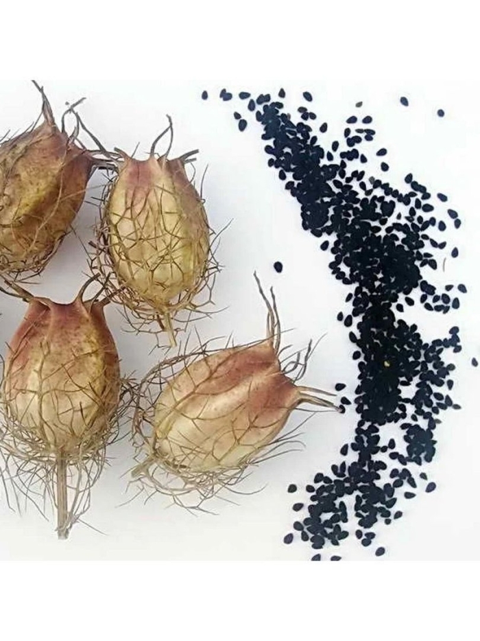 Нигелла посевная дива