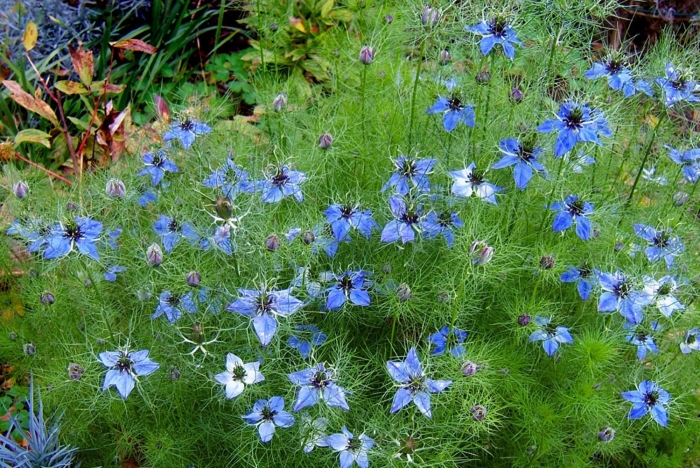 Чернушка нигелла дамасская рассада