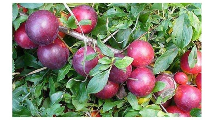 Саженцы алычи