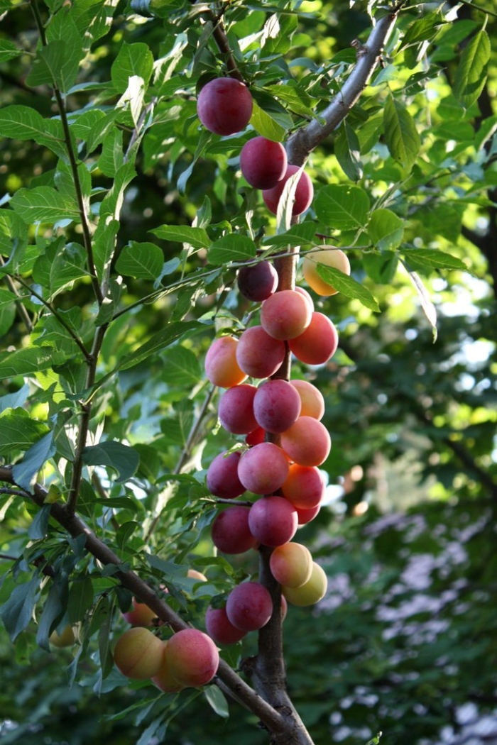 Сорт алычи кубанская комета