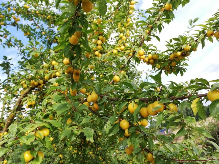 Дерево алыча